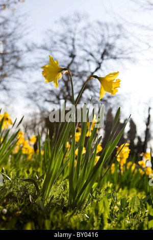 Gelbe Narzissen in einem park Stockfoto