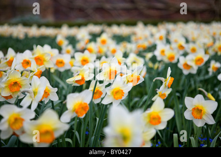 Ein Teppich aus weißen und orangefarbenen Narzissen Stockfoto