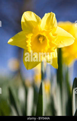 Eine gelbe Narzisse, Nahaufnahme Stockfoto