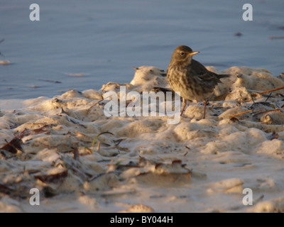 Rock Pieper, Anthus Petrosus Nahrungssuche entlang der Niedrigwasser Markierung, UK Stockfoto