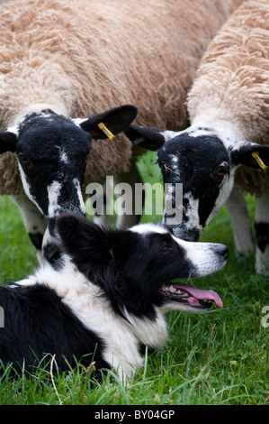 Border-Collie-Schäferhund mit Maultier Schafe. Stockfoto