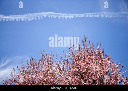 Kirschbaum in Blüte vor blauem Himmel mit Dampf-trail Stockfoto