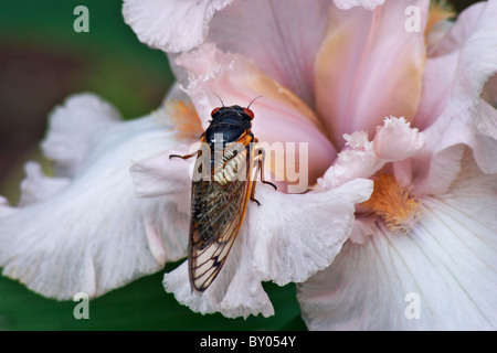 Eine Zikade kriecht auf einem Iris Blume Blütenblatt. Stockfoto