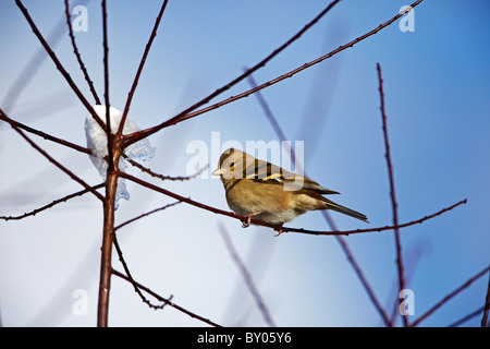 Gemeinsamen Buchfinken (Fringilla Coelebs) in einem Garten in Wales, UK Stockfoto