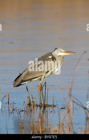 Graureiher; Ardea Cinerea; auf dem Eis; Winter; Cornwall Stockfoto