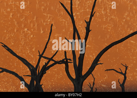 Tote Bäume in trockenem Ton zu schwenken, Dead Vlei Soussusvlei, Namibia, Afrika Stockfoto
