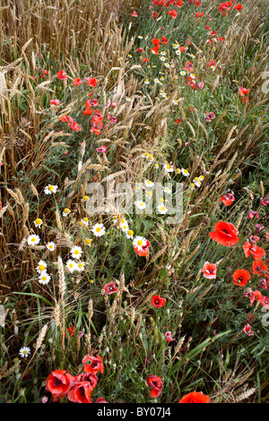 Schließen Sie Teil des Weizens mit Mohn und Gänseblümchen Stockfoto