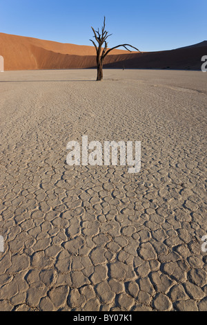 Tote Bäume in getrockneten Lehmpfanne, Namib-Naukluft-Nationalpark, Namibia Stockfoto