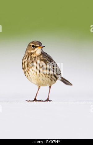 Rock-Pieper; Anthus Petrosus; an der Wand; Cornwall Stockfoto