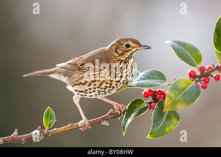 Singdrossel; Turdus Philomelos; an holly Stockfoto