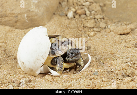 Hermann's Schildkröte (testudo hermanni) Schlüpfen aus dem Ei Stockfoto