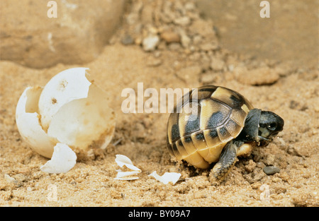 Herman Schildkröte - schlüpft aus Ei / Testudo Hermanni Stockfoto