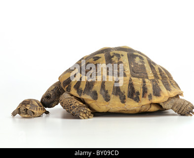 Hermanns Schildkröte mit Cub - Ausschneiden / Testudo Hermanni Stockfoto