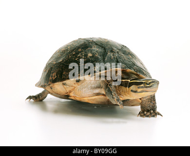 Amboina-Kastenschildkröte (Cuora amboinensis). Studiobild vor weißem Hintergrund Stockfoto