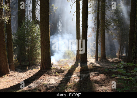 Waldbrand, Sequoia National Park in Kalifornien, USA Stockfoto