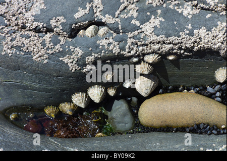 Rockpool mit Seepocken, Miesmuscheln, Napfschnecken und Algen in Kilkee, County Clare, Westküste Irlands Stockfoto