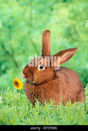 New Zealand rotes Kaninchen mit Blüte Stockfoto