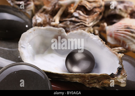 Bild eines schwarzen Perle in der Shell auf nassen Steinen. Stockfoto