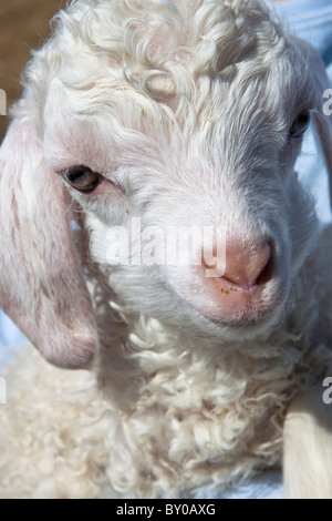 Molly, ein Angora-Ziege geboren ein paar Tage vor. Stockfoto