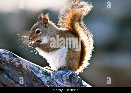 Eichhörnchen thront auf einem Ast Essen Samen. Stockfoto