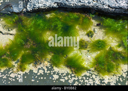 Algen und weißen Flechten im Rockpool, Kilkee, County Clare, Westküste Irlands Stockfoto