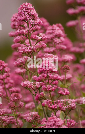 Roter Baldrian in Hecke, Cornwall Stockfoto