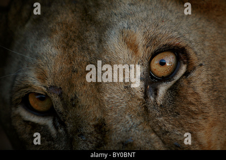 WEIBLICHE LÖWEN (PANTHERA LEO) MIKUMI NATIONALPARK TANSANIA AFRIKA. Stockfoto