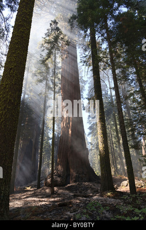 Waldbrand, Sequoia National Park in Kalifornien, USA Stockfoto