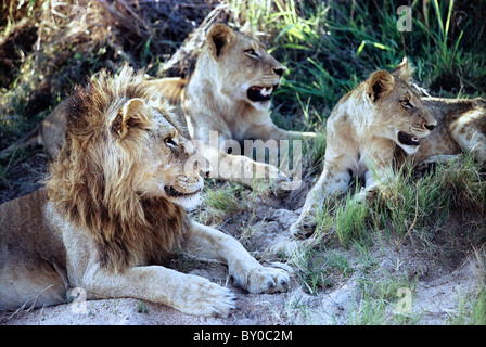 MÄNNLICHE UND WEIBLICHE LÖWEN (PANTHERA LEO) AFRIKAS GRÖßTE RAUBTIER. MALA MALA GAME RESERVE. KRÜGER-NATIONALPARK. Südafrika. Stockfoto