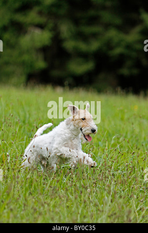 Rauhhaar Foxterrier-Hund - läuft auf Wiese Stockfoto