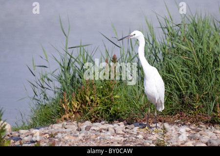 Seidenreiher in Lagune Stockfoto