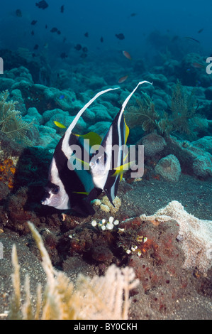 Longfin Bannerfish (Heniochus Acuminatus). Bali, Indonesien. Stockfoto