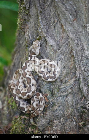 Nase-gehörnte Viper am Baum / Vipera Ammodytes Stockfoto