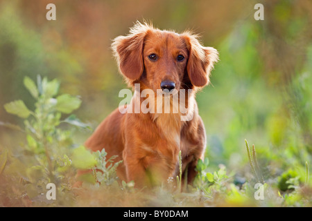 Langhaariger Dachshund. Erwachsener Hund sitzt in der Vegetation. Deutschland Stockfoto