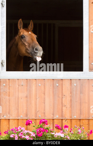 Budyonny Pferd aus Stall Stockfoto