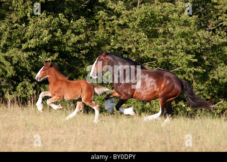 Shire Horse und Fohlen auf der Wiese Stockfoto