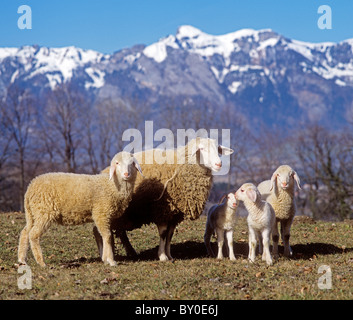 Schafe und Lämmer auf Wiese Stockfoto