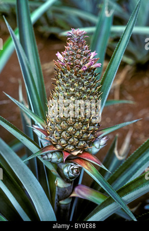 Ananas, Ananas-Plantage, Stadt von Sainte-Rose, Sainte-Rose, Basse-Terre, Guadeloupe, Französisch-Westindien Stockfoto