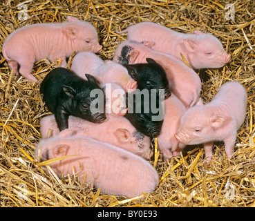 Hängebauchschwein - Ferkel im Stroh Stockfoto