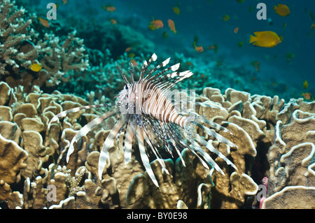 Rotfeuerfisch (Pterois Volitans) schwimmen über blaue Koralle (Heliopora Coerulea). Stockfoto