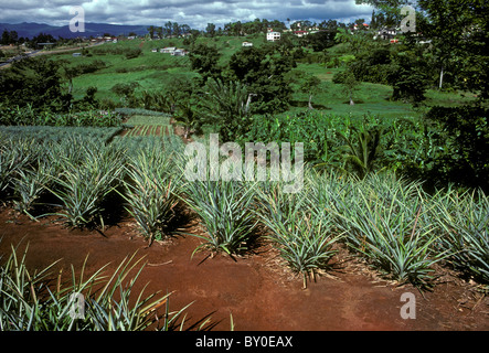 Ananas, Ananas-Plantage, Stadt von Sainte-Rose, Sainte-Rose, Basse-Terre, Guadeloupe, Französisch-Westindien Stockfoto