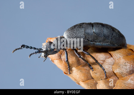 Europäischer Ölkäfer (Meloe proscarabaeus) auf einem Kegel Stockfoto