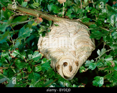 Die mittlere Wespe (Dolichovespula Media), Nest in einem Baum. Deutschland Stockfoto
