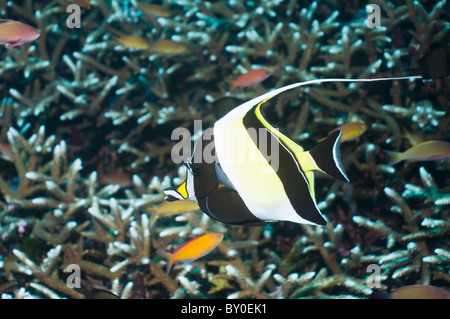 Maurische Idol (Zanclus Cornutus) vorbei an Korallen schwimmen. Bali, Indonesien. Stockfoto