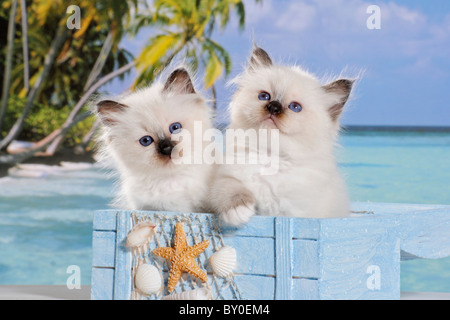 Birman, heilige Katze von Birma. Zwei Kätzchen in einer Kiste an einem tropischen Strand Stockfoto