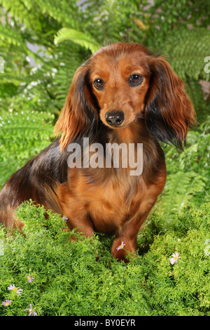 Langhaar Dackel - sitzen Stockfoto