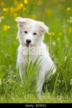 Border-Collie Hunde - Welpen sitzen auf der Wiese Stockfoto