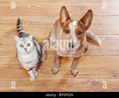 Tierfreundschaften: Britische Kurzhaarkatze und junger australischer Rinderhund sitzen nebeneinander und schauen nach oben Stockfoto