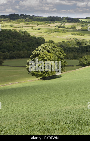 Blick vom Baildon, Blick in Richtung Hawksworth. Stockfoto