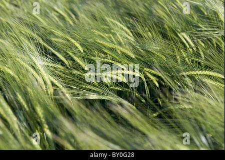 Eine Nahaufnahme von Drifts grüner, unreifter Gerste, die auf dem Feld wächst (bärtige Kornköpfe, die im Wind wehen) - Yorkshire, England, Großbritannien. Stockfoto